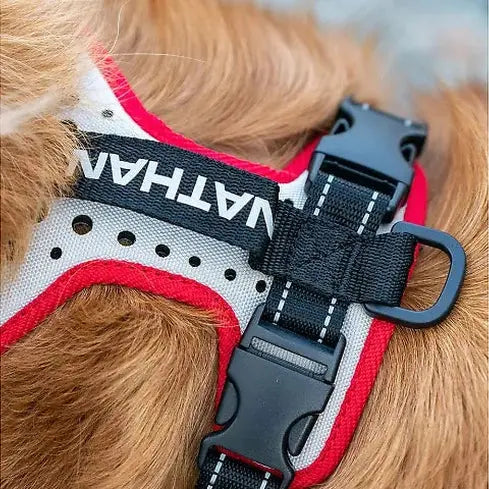 Dog harness