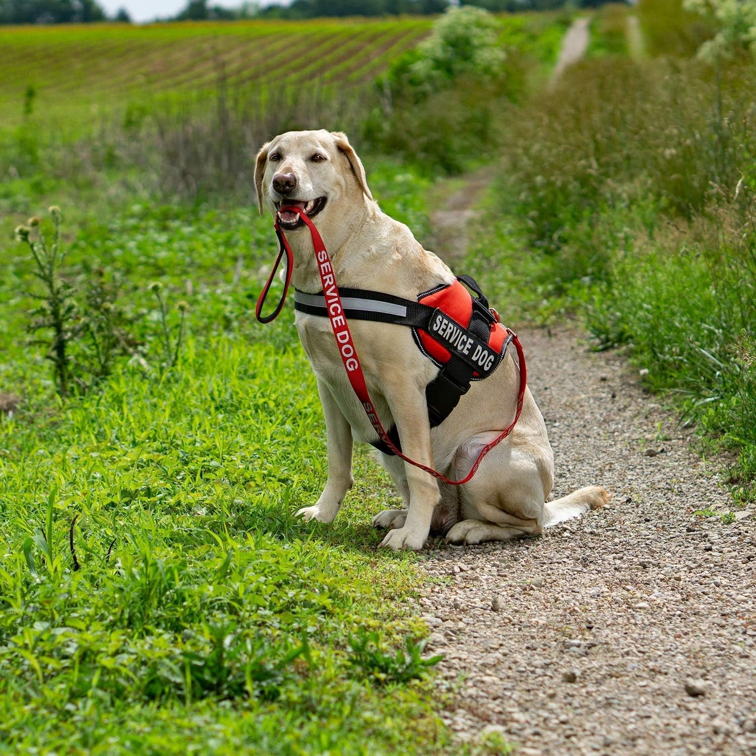 Emotional Support Dog Leash Wrap with Neoprene Handle and Reflective Emotional Support Lettering - Supplies or Accessories for ESA Dog Vest or Harness (Red, Support)